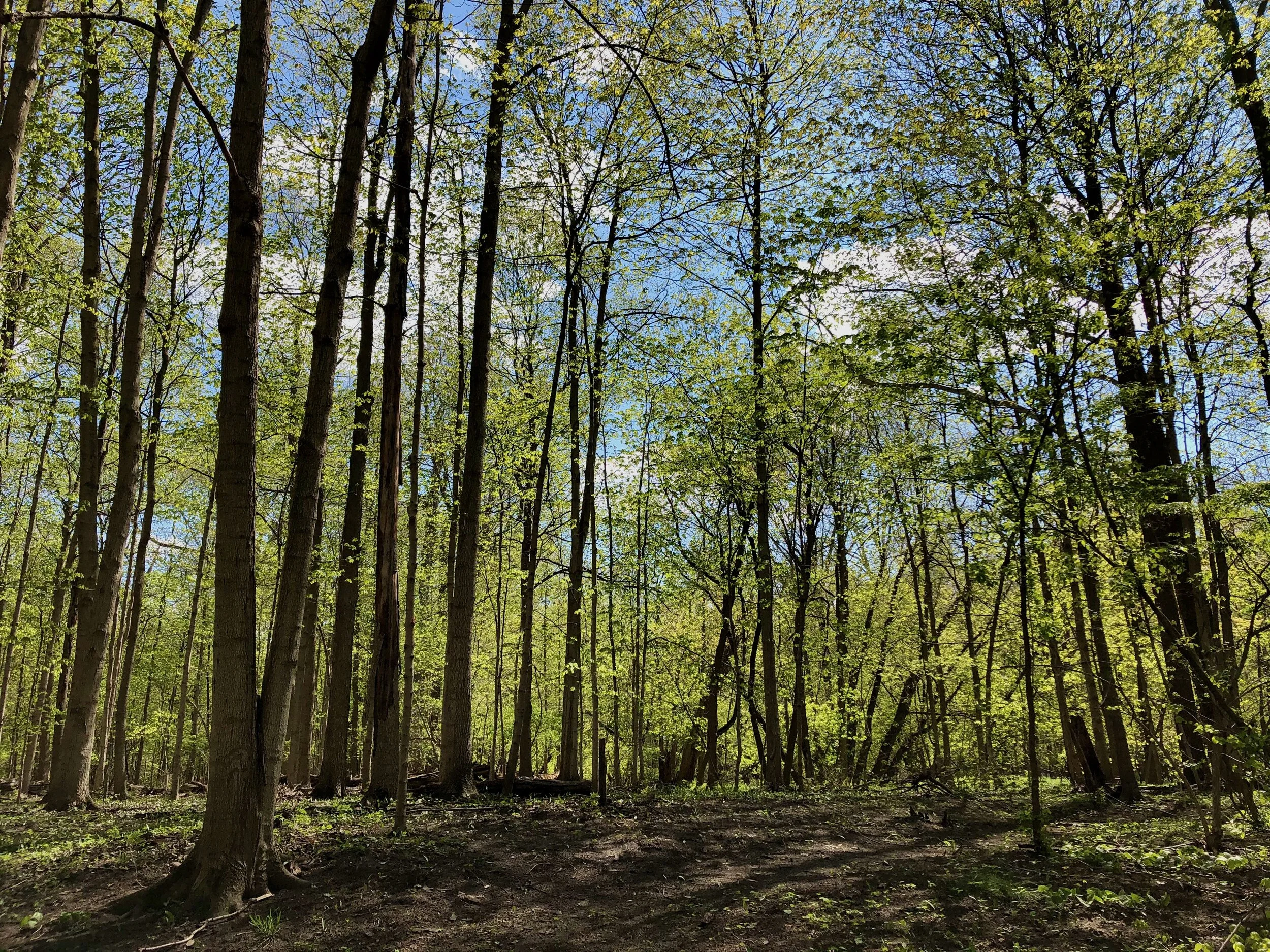 Climate Change Adaptation in the Detroit Region’s Urban Forest