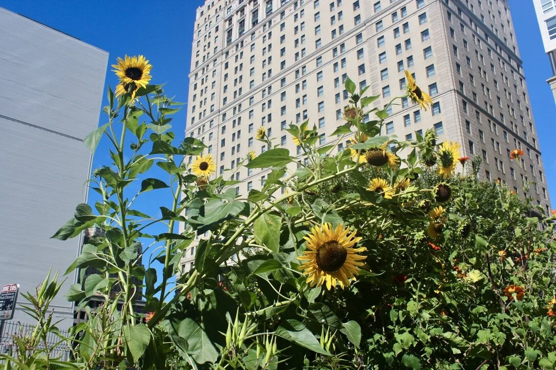 Lafayette Greens Garden Volunteering