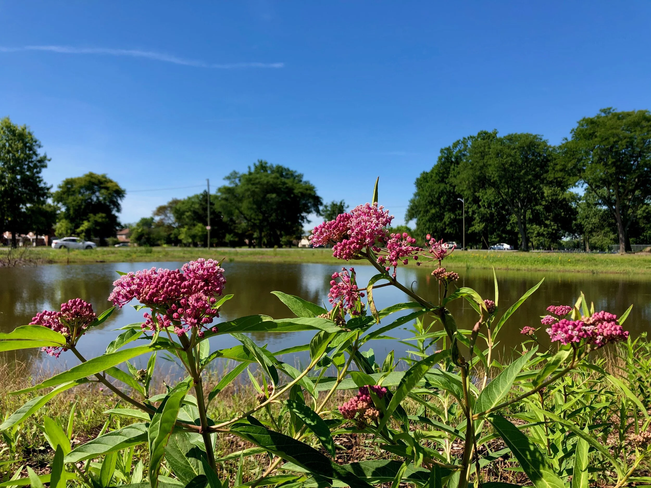 Chandler Park Marshland Maintenance Day! 