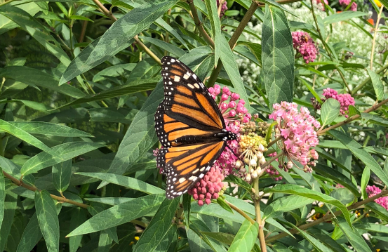 Lafayette Greens Garden Volunteering 