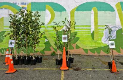 Detroit Community Tree Giveaway