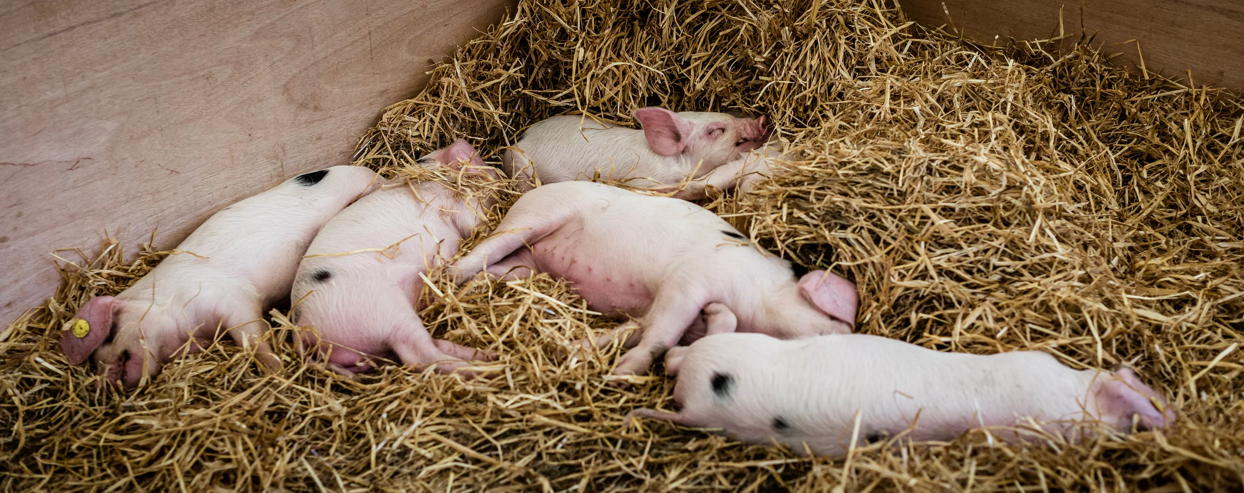 Cranleigh Show-8369.jpg