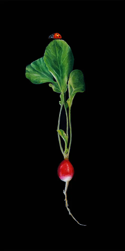 Radish | 8 x 16 | Oil on canvas panel | SOLD