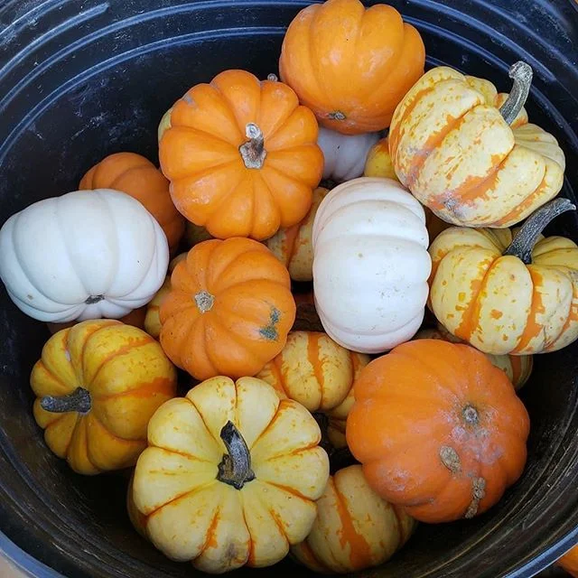 It&rsquo;s fall time! Grab a pumpkin to celebrate and decorate. 😍 fall hours are from 4-6:30, so make sure to show up earlier!