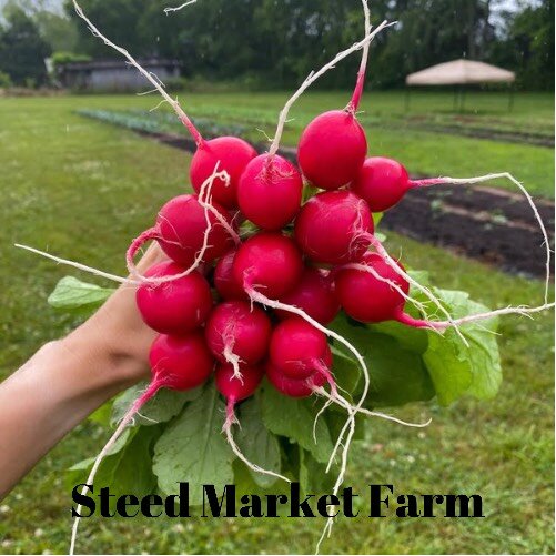 Steed Market Farm