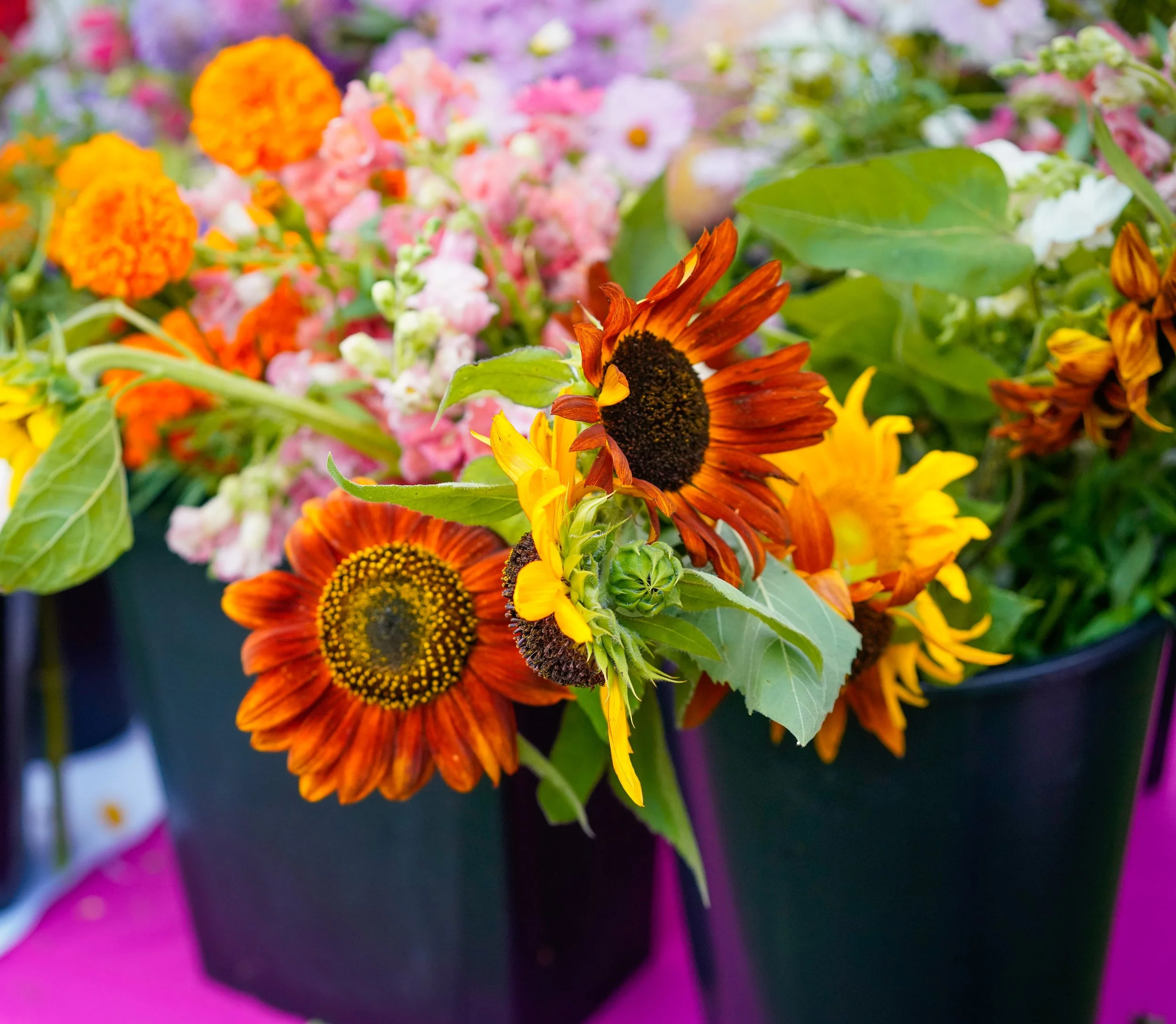 Photo Jun 27 2025, 5 03 07 PM.jpg