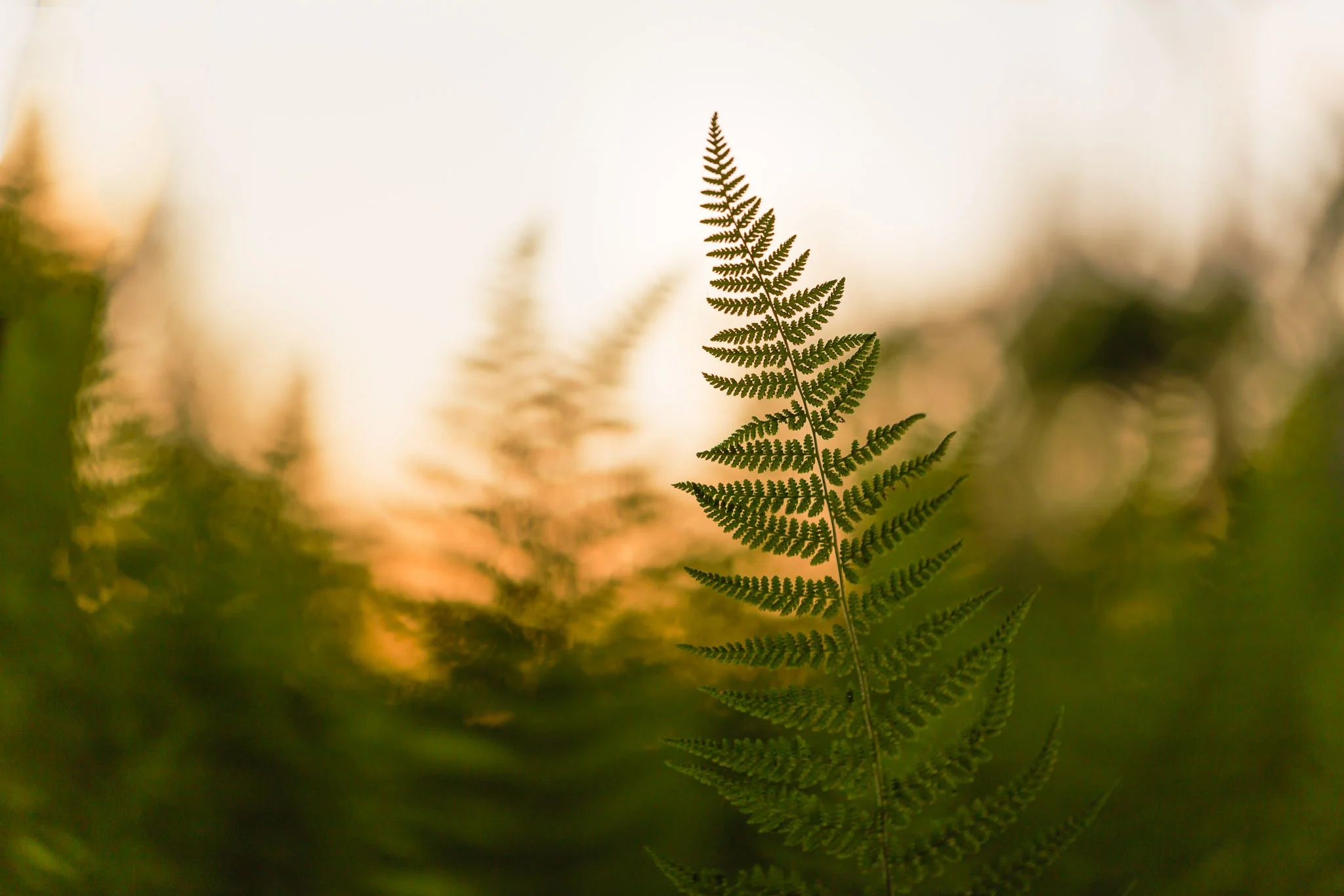 IMG_4581-Edit.jpg