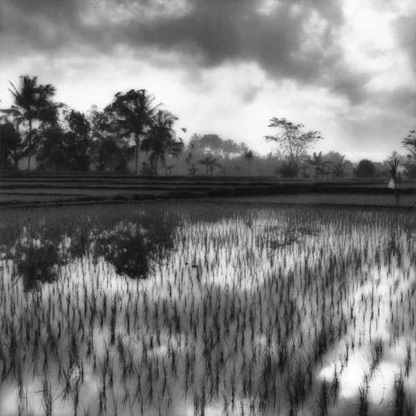 Tampaksiring, 1992