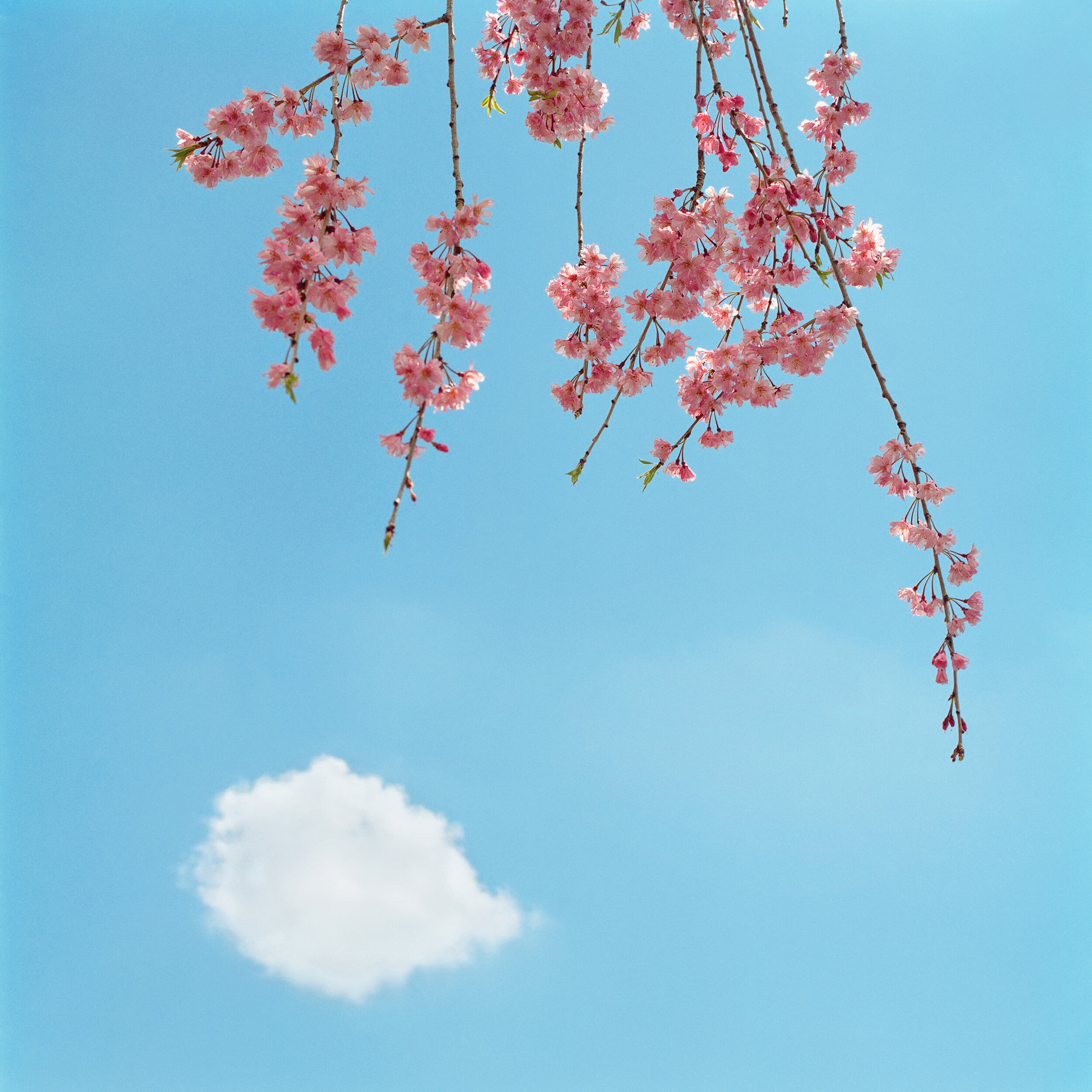     Blossom #1, 2005  