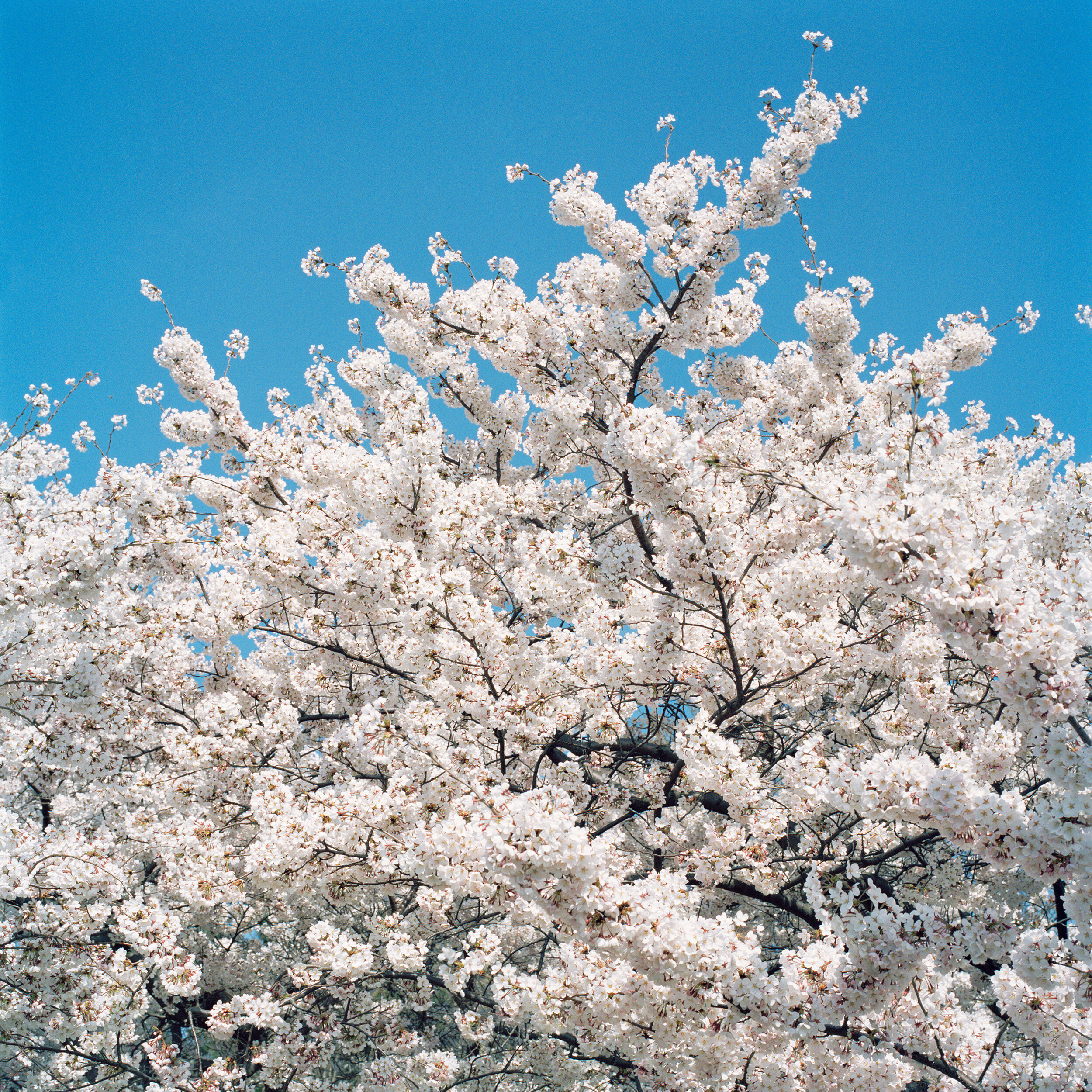     Blossom #2, 2005  