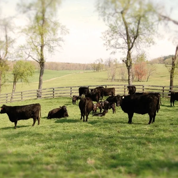 Kinderhook Farm - Kinderhook Farm offers visitors a unique opportunity to experience rural life on a beautiful twelve hundred acre working farm only 2 1/2 hours north of NYC.