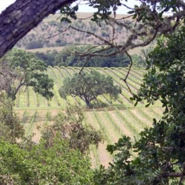 Chanticleer Vineyards - Breathe relaxation as you enter Chanticleer Vineyard Bed and Breakfast, a romantic B&B in a casual vineyard setting. Well situated off Hwy 46 West near Paso Robles. 