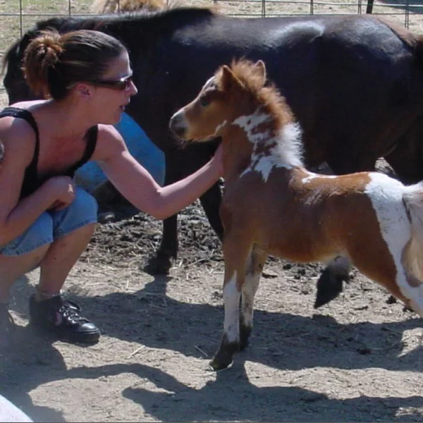 Robin's Nest Ranch - Complete tranquility is just 5 minutes from downtown Placerville and Apple Hill. Slip away from time schedules and demands - enter our wold of a simpler life, where gardens grow food. 