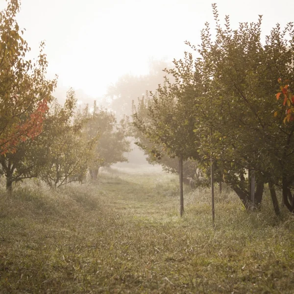 Philo Apple Farm - Our cottages sit in a group among the apple trees, forming a little village of sorts. Each has a porch to sit on, a wonderful big bathroom and a comfy queen sized bed.