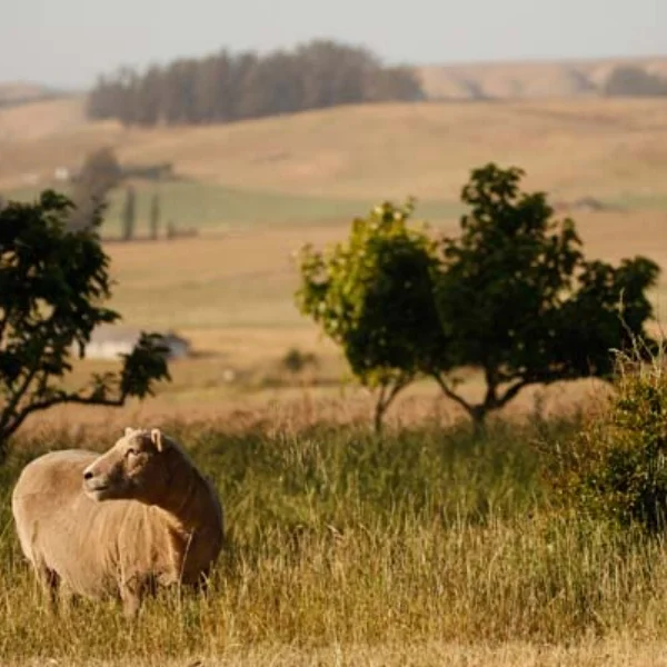 Canvas Ranch - Francisco, something like you might find in the countryside of France or Italy. Creating something from the earth demands that you get to know the land in a most intimate way.