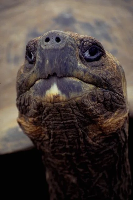 Turtle with green head.jpg
