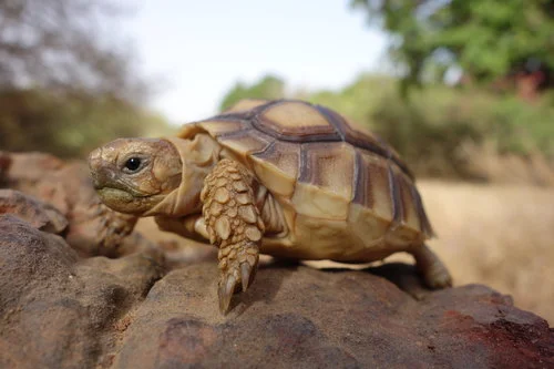 bb tortue.jpg