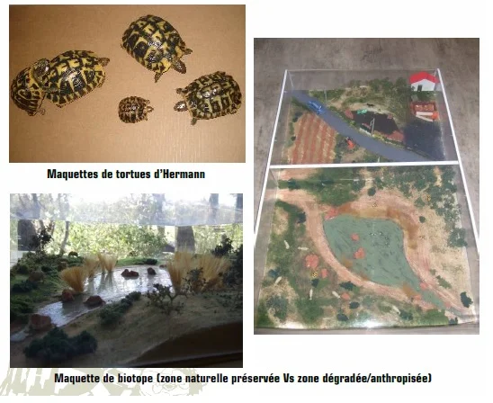 Les maquettes de tortues d'Hermann et de biotopes reconstitués