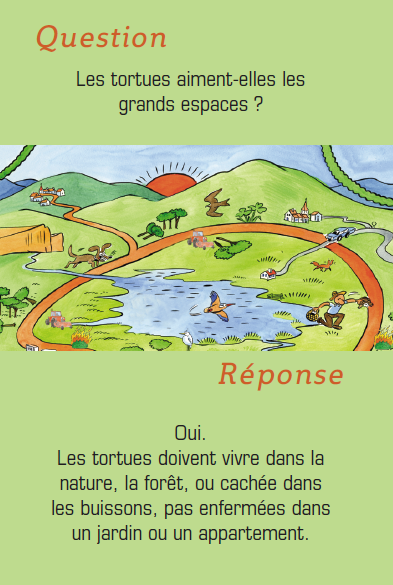 quetsion jeu tortue.png