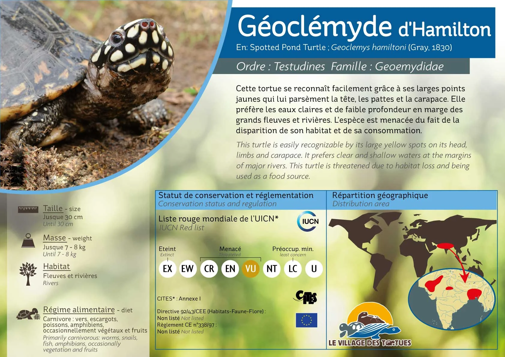 AQUATIQUE-geoclemys.jpg