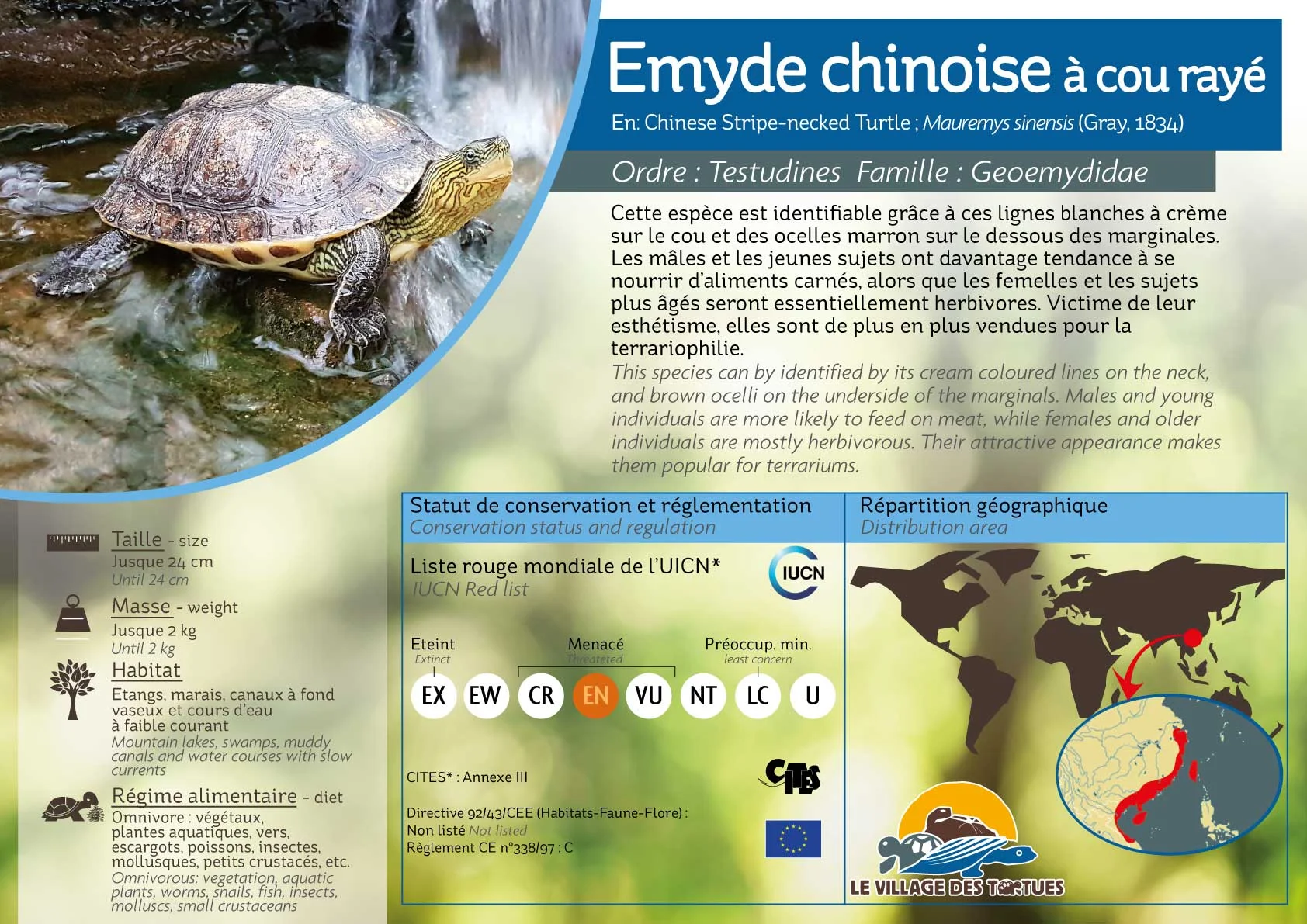 AQUATIQUE-mauremys-sinensis.jpg