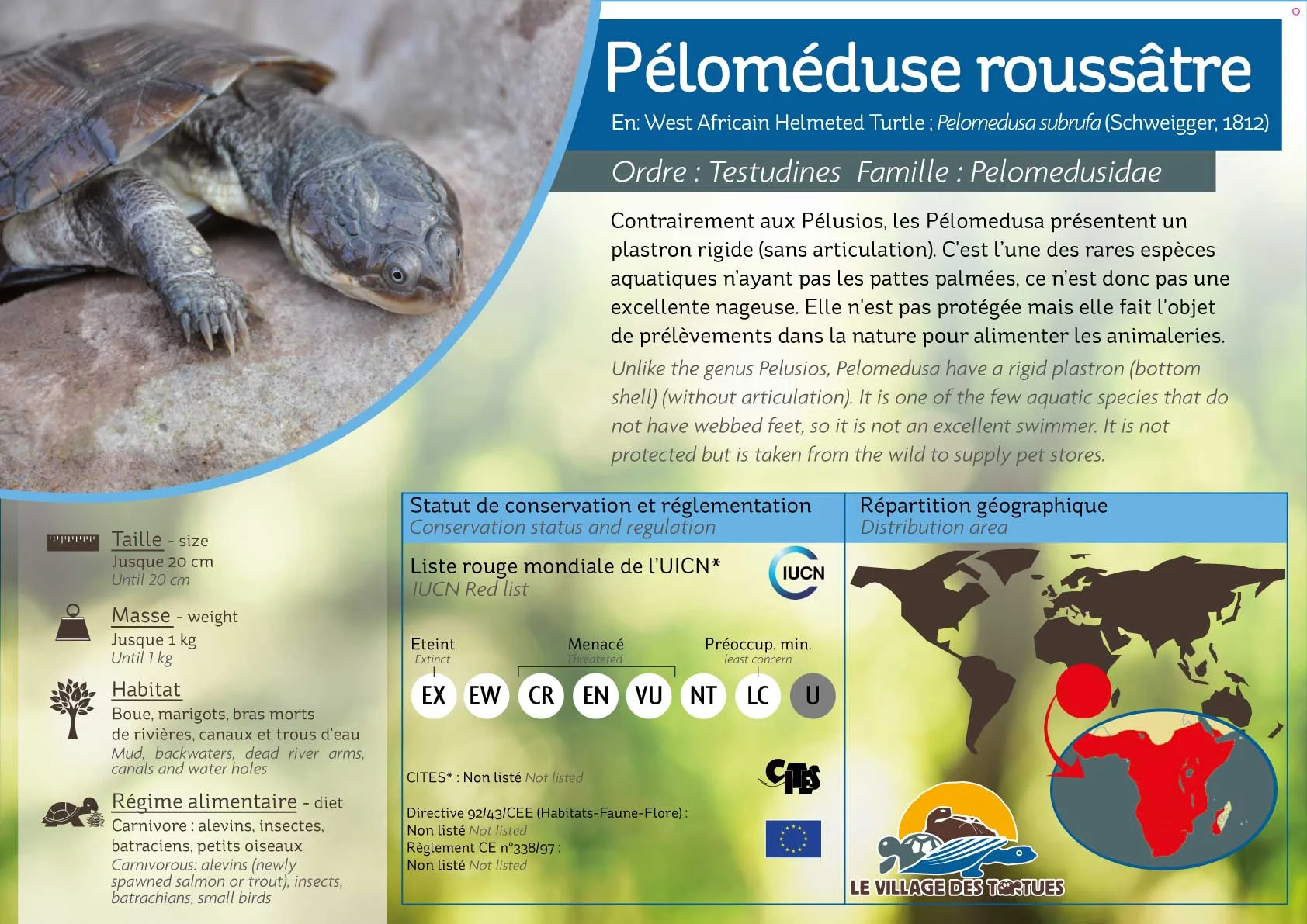 AQUATIQUE-pelomedusa.jpg