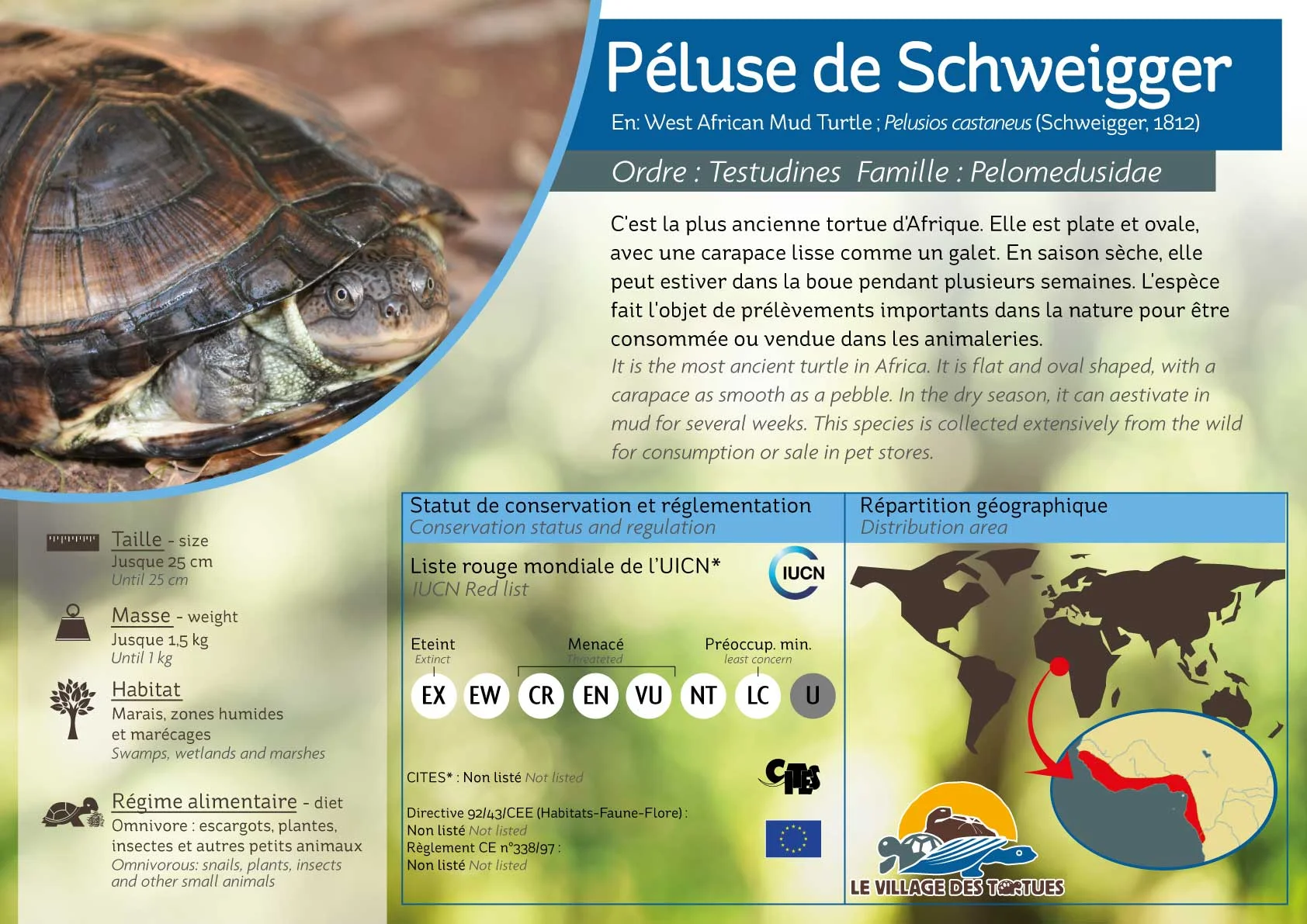 AQUATIQUE-pelusios-castaneus.jpg