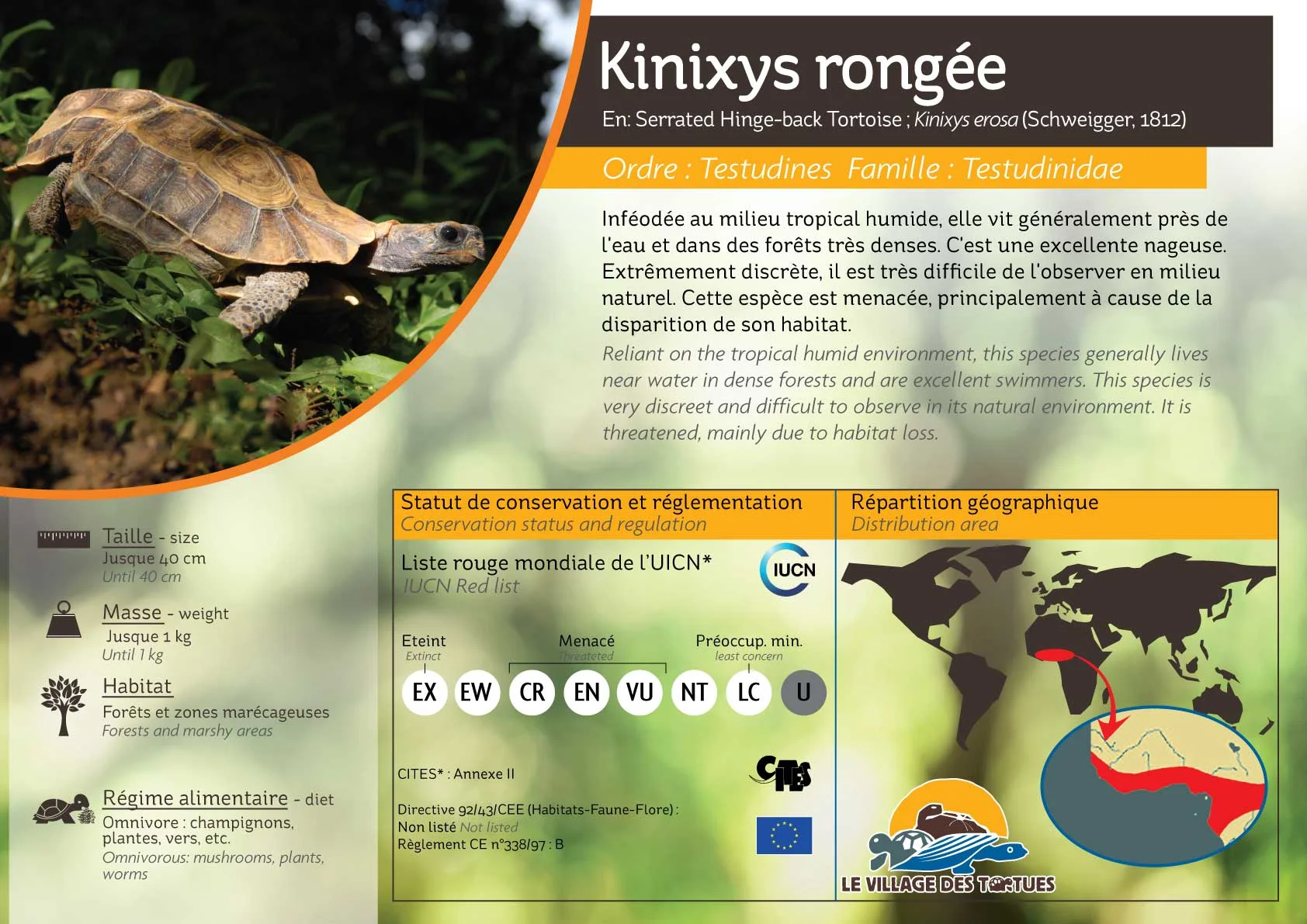 TERRESTRE-kinixys-erosa.jpg
