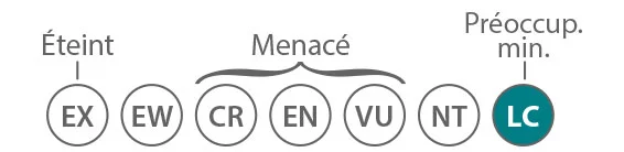 uicnPreocMineure.jpg