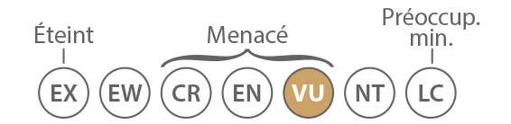Schema-vulnerable.jpg