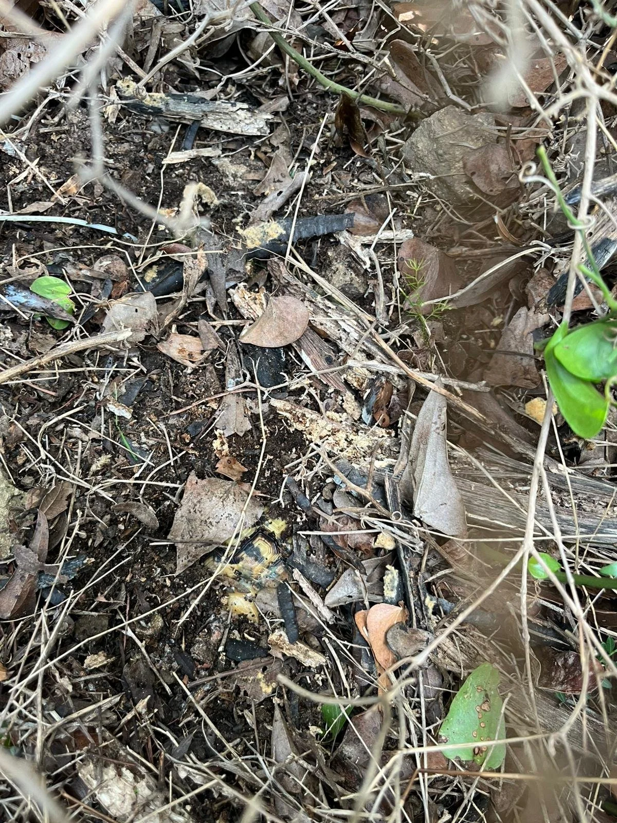 WhatsApp Image 2026-01-20 at 14.43.08.jpeg