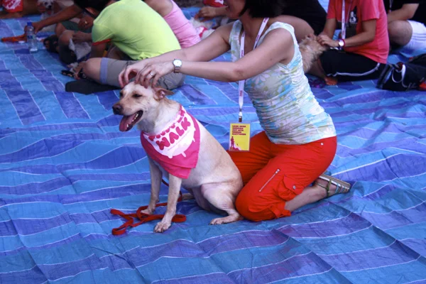 reebok dog clothes