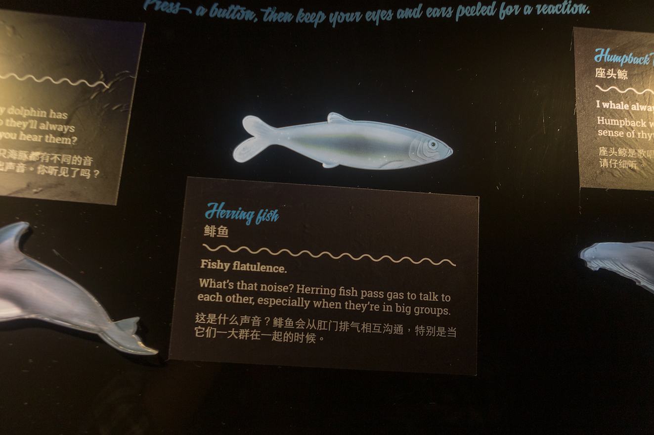 Buttons shaped after sea creatures, with bite-sized fun facts.