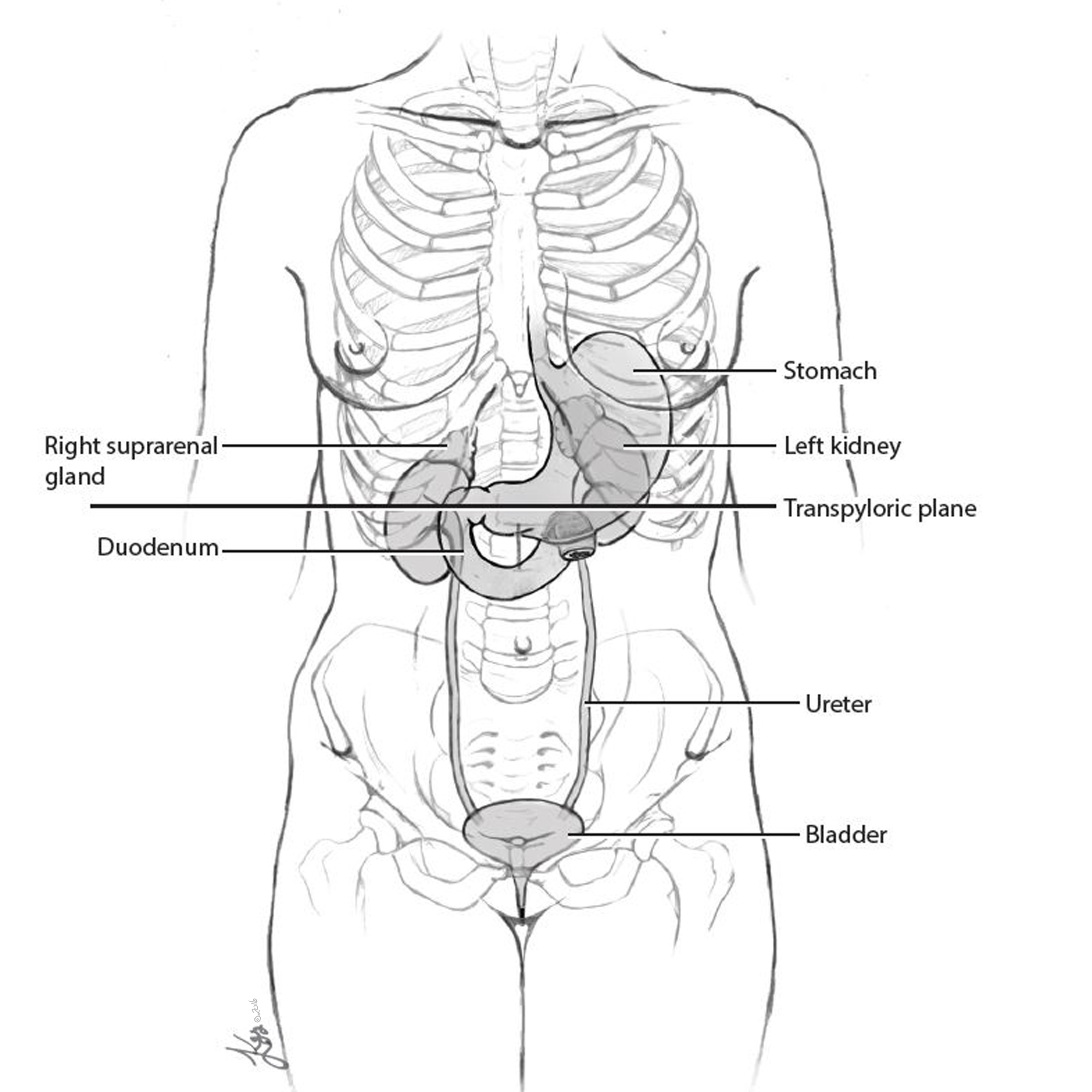 Female Anatomy Line Illustration