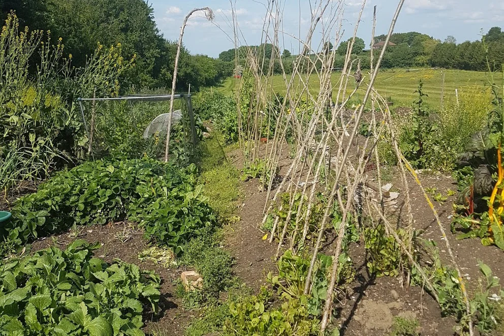 Sadeh Farm field.jpg