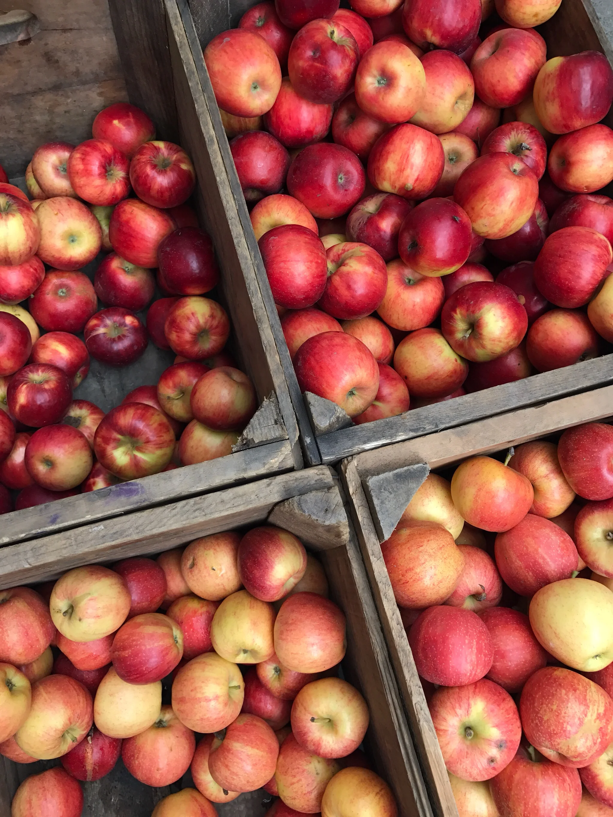 FRESH APPLES (Union Square Farmers Market)