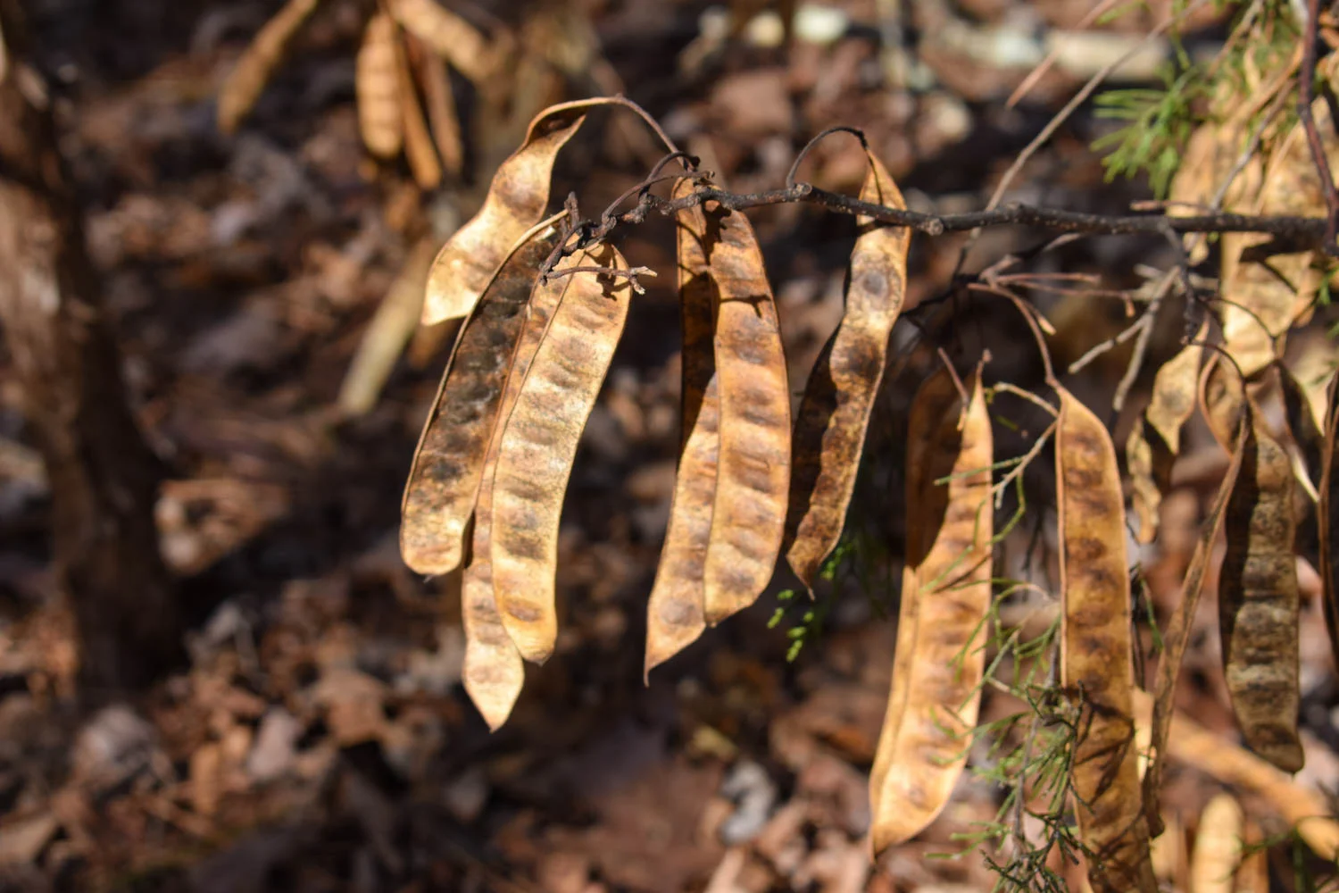 beanpods.jpg
