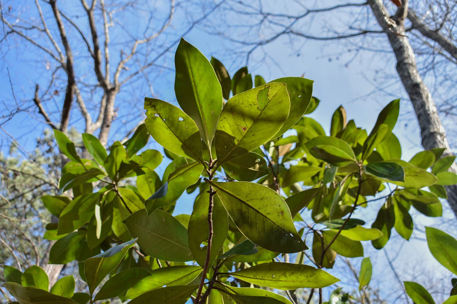 biggreenleafs.jpg