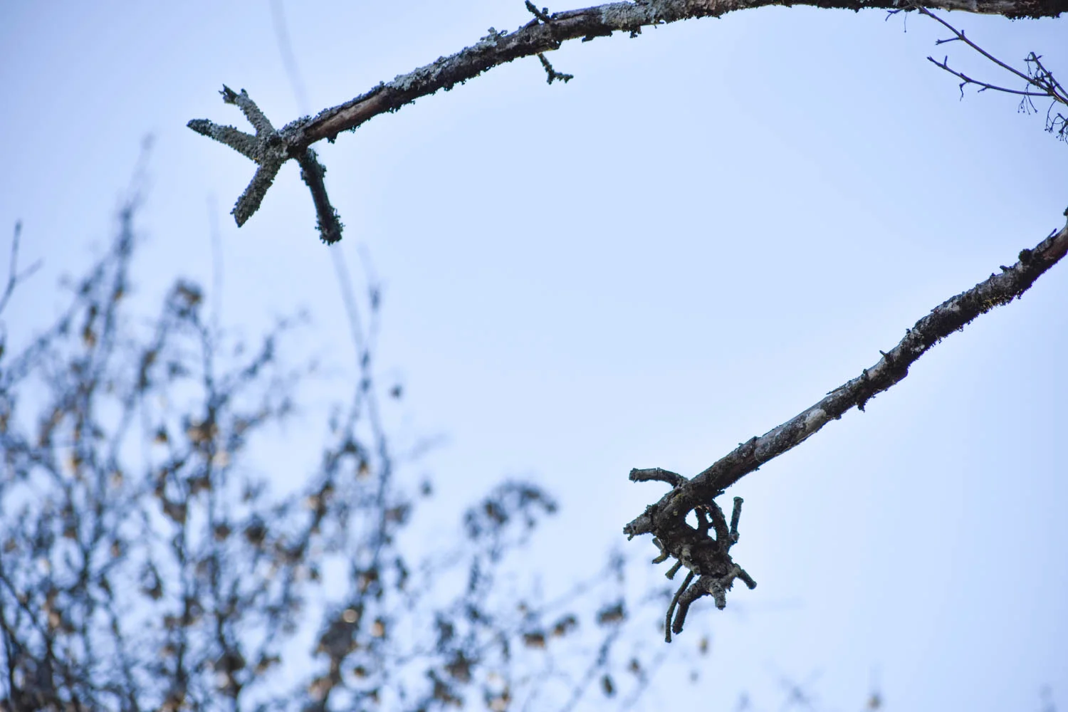 fuzzytreebranch.jpg