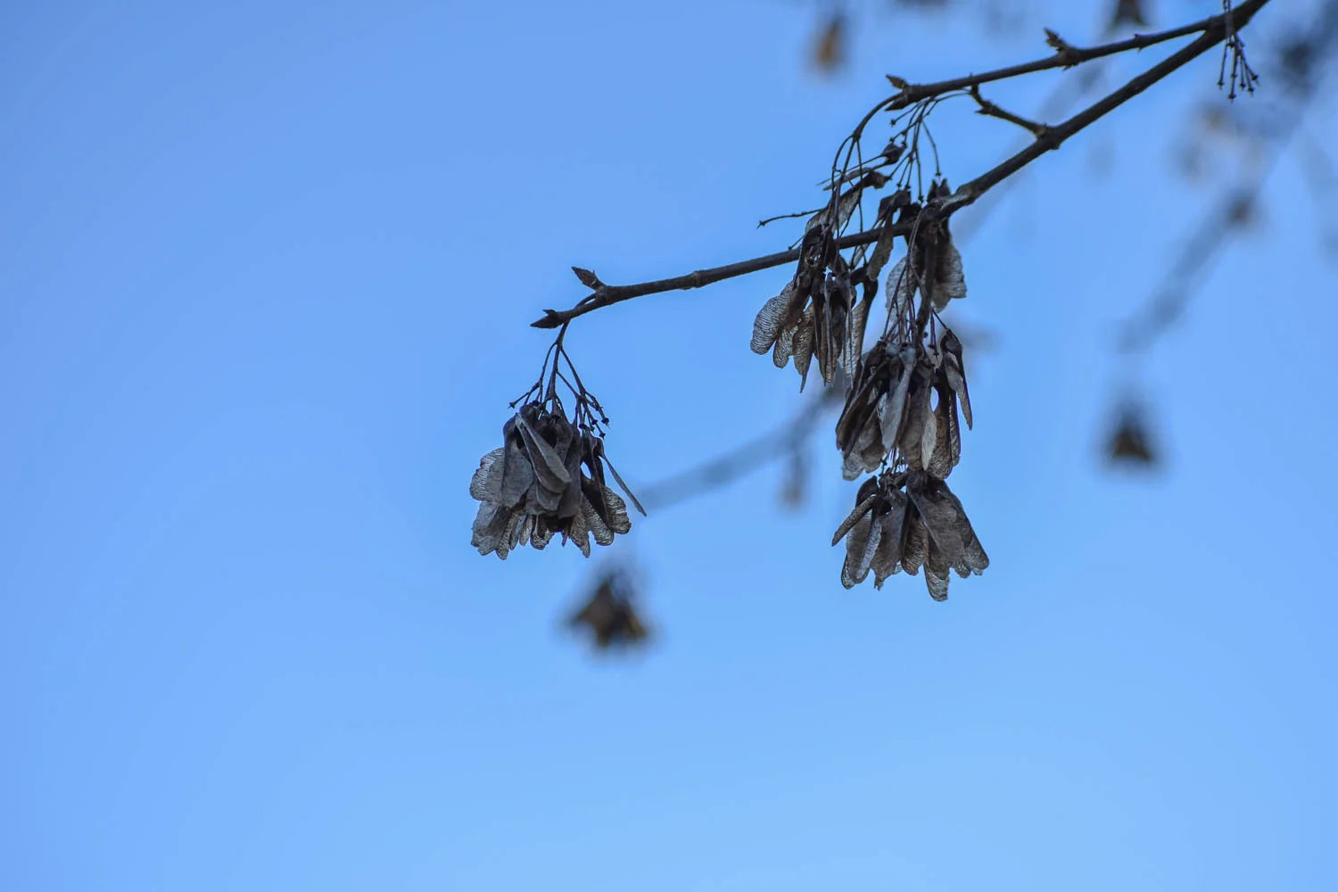 swirlyseedtree.jpg