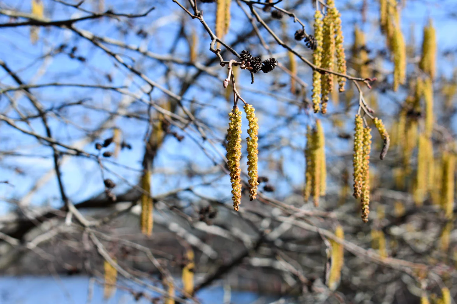 wormybranch.jpg