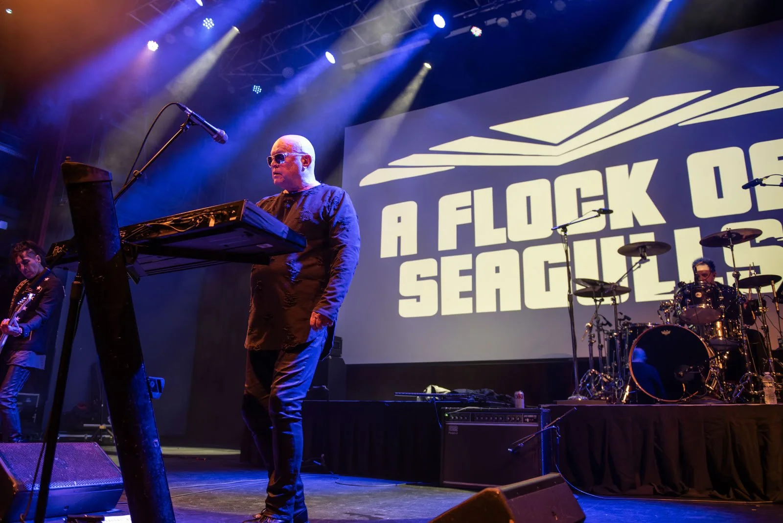 A Flock of Seagulls