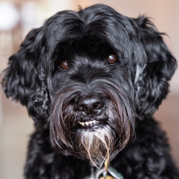 If you see this sweet boy looking out the window or walking through town throw him a bone. He&rsquo;s 12 today! #sweetbabyray #portuguesewaterdog #birthdaydog #sweetestchild