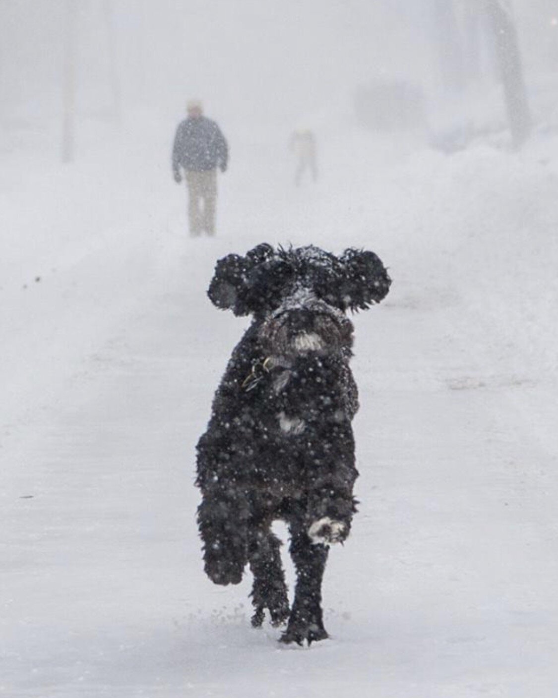 I love this shot of Ray from three years ago. #wontlosehiminsnow #portugesewaterdoginthesnow