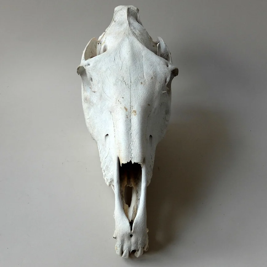 horse-skull-3.jpg