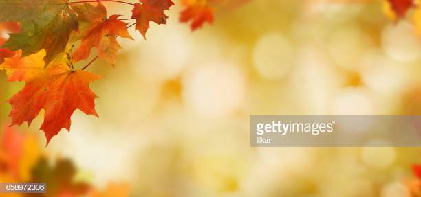 As we enter October and the leaves turn into a spectacular display of colors.