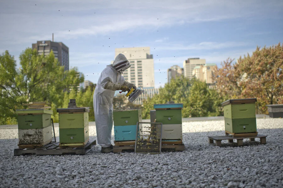 Colby Hurtubise - Urban Beekeeping