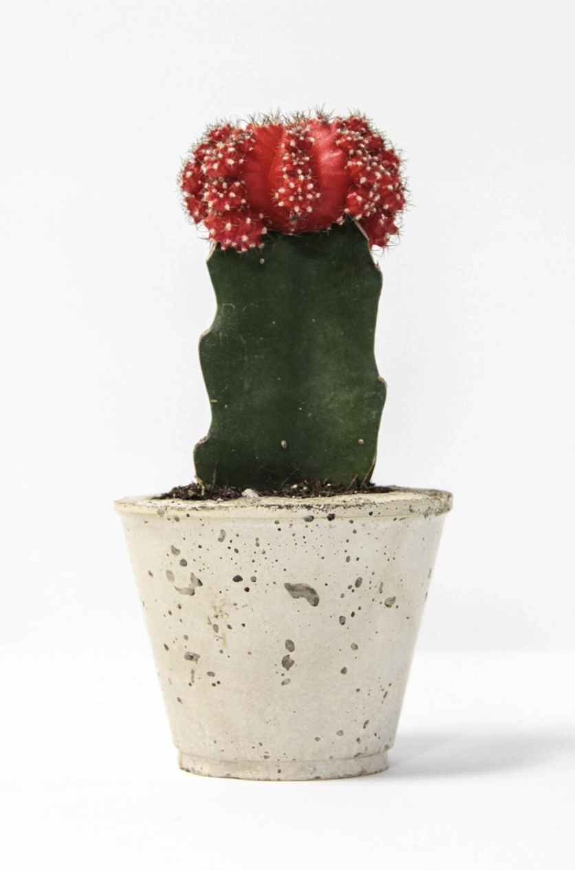 CACTUSCUP.png