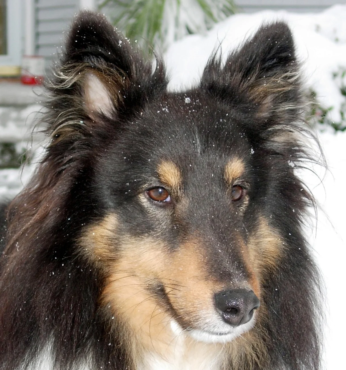 Nemo Loveland Johnson