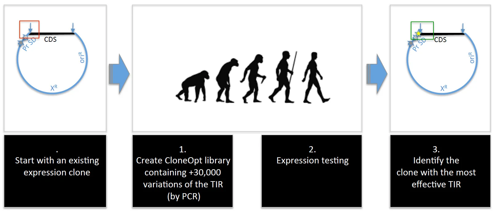 Figure 2. CloneOpt synthetically evolves TIRs on expression clones . 